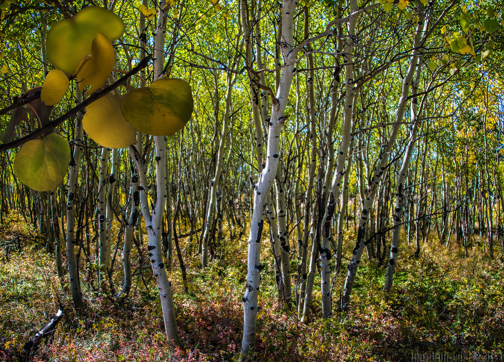 How Clonal Root Systems Actually Work (Image Credits: Flickr)