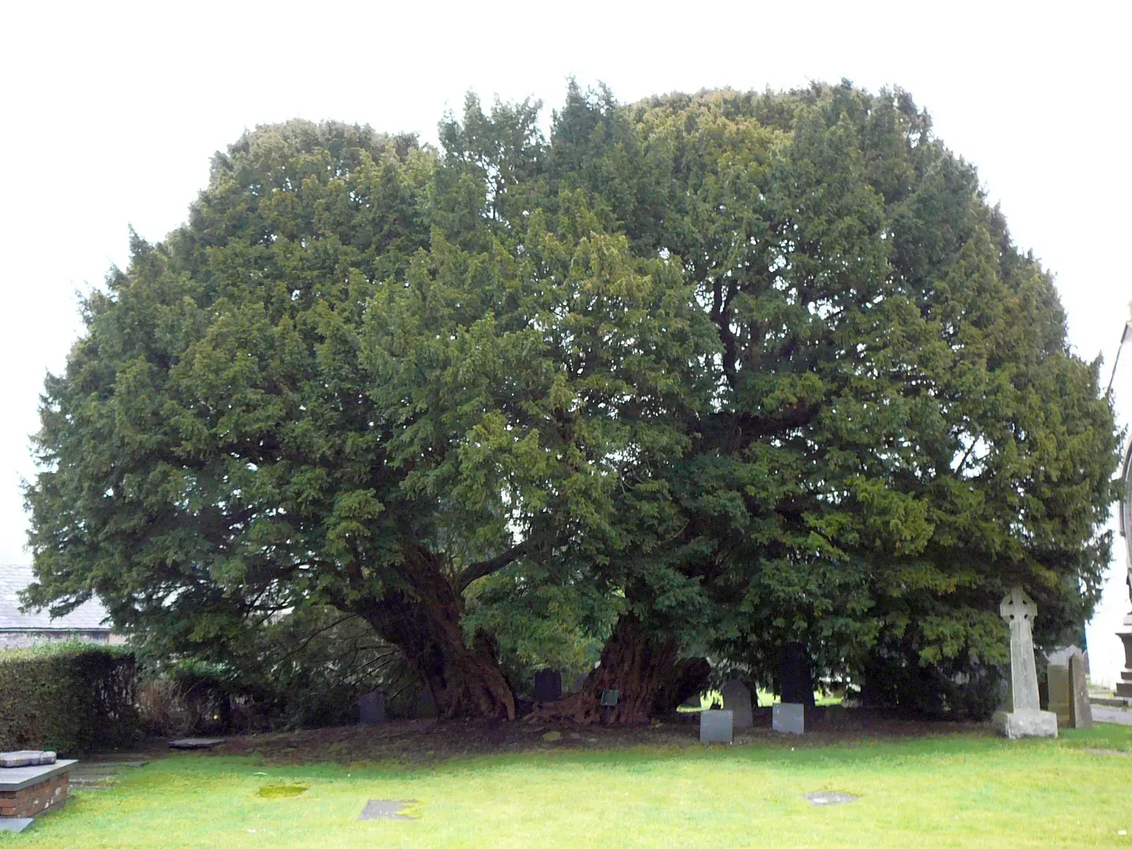 The Llangernyw Yew: A Churchyard Sentinel of Deep Time (Image Credits: Wikimedia)