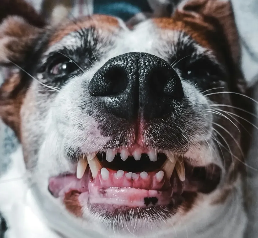 How Gum Changes Connect to Heart, Blood, and Organ Problems (Image Credits: Unsplash)