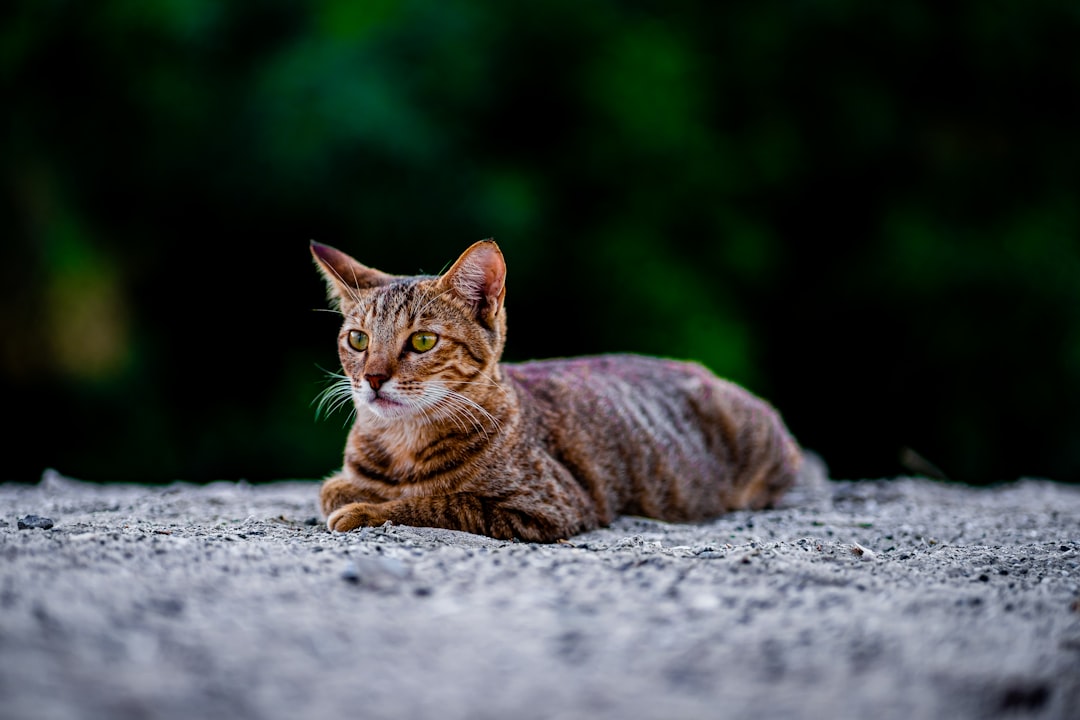 The Science Behind Animal Personality Matching (Image Credits: Unsplash)