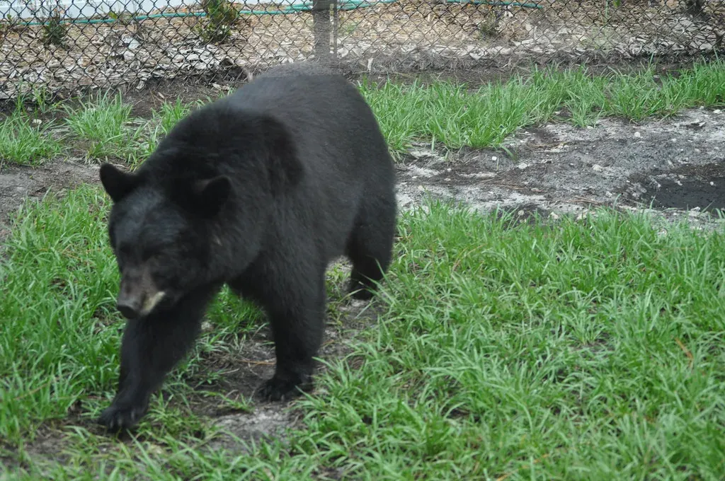 Human Habits That Quietly Encourage Bear Visits (naplesrealestate, Flickr, CC BY 2.0)