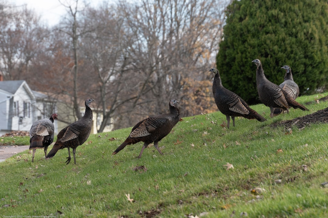 Pennsylvania: The Keystone Conservation Achievement (Image Credits: Unsplash)