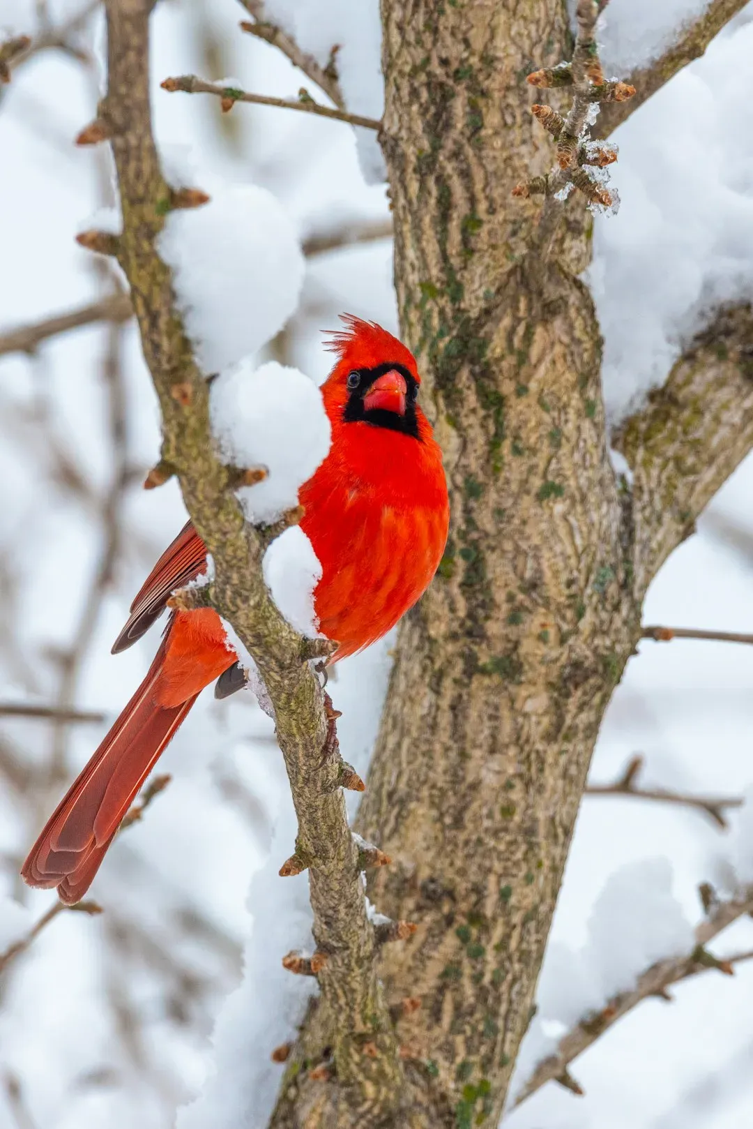 Aries – You Are the Northern Cardinal (Image Credits: Unsplash)
