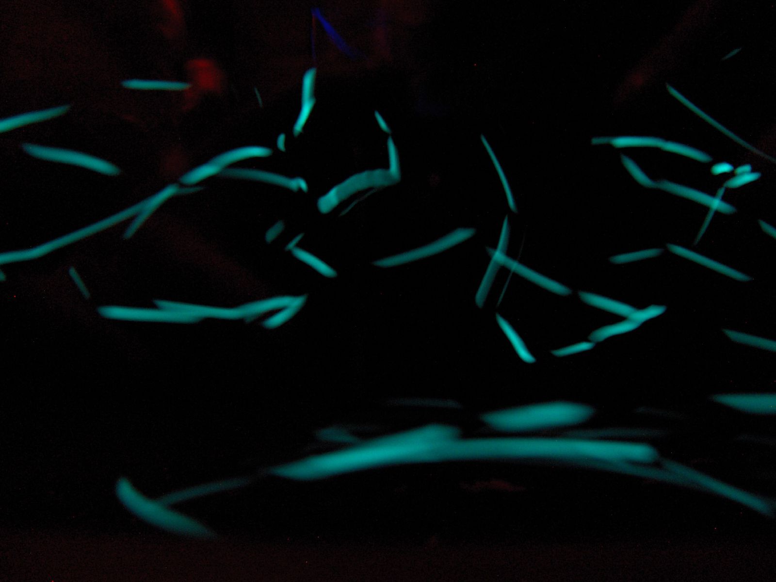 Nightlife on the Reef (Image Credits: Wikimedia)