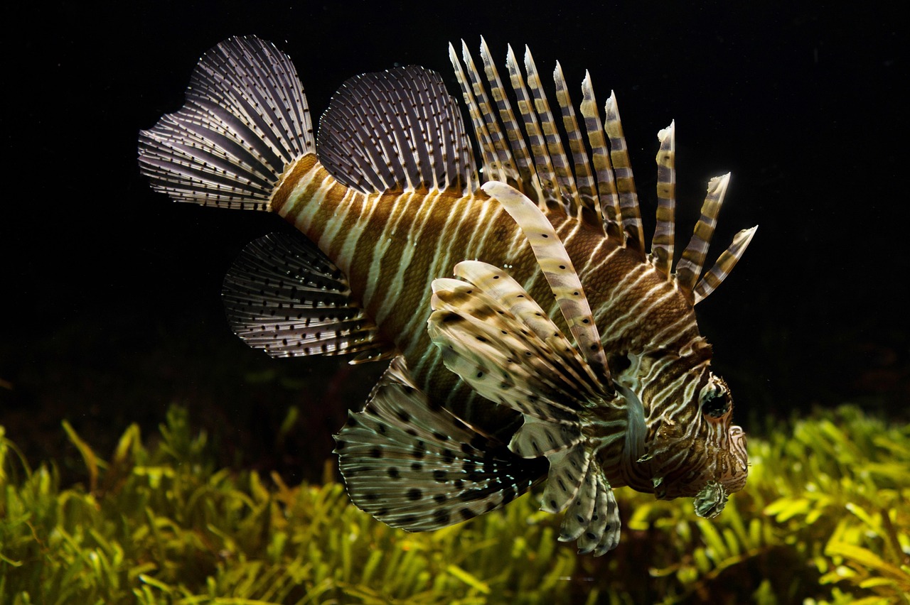 Leo (July 23 - August 22): The Magnificent Lionfish (Image Credits: Pixabay)