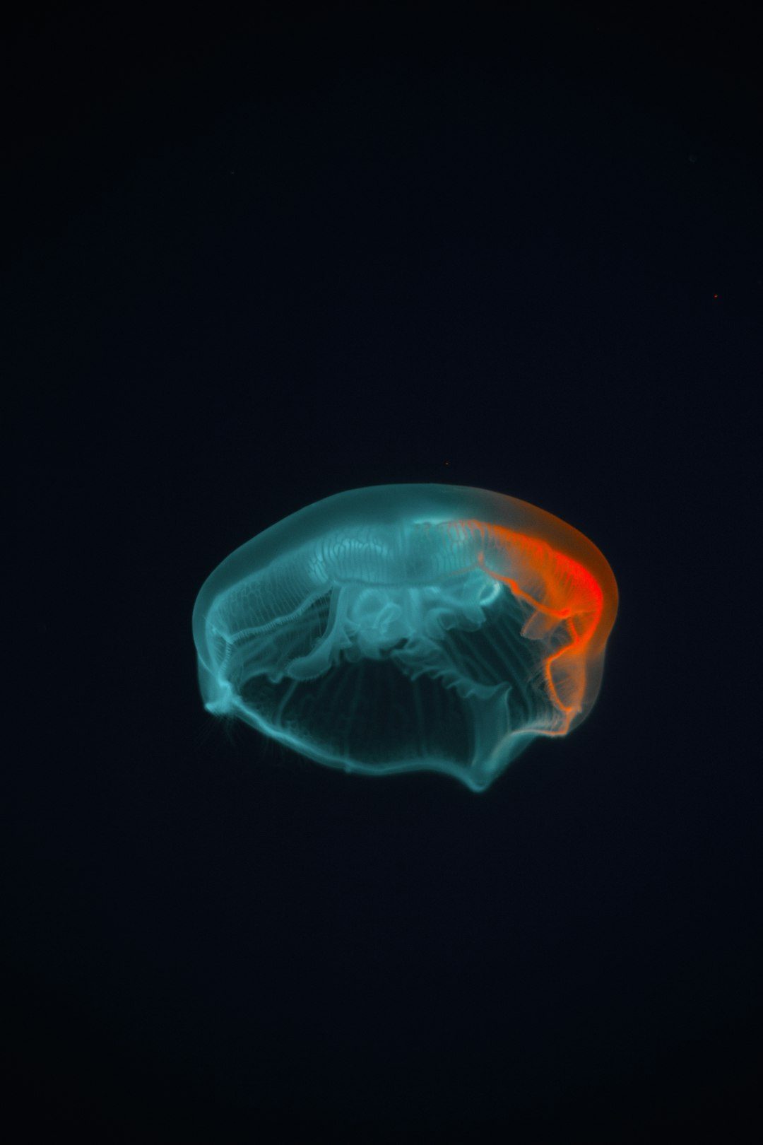 From Ancient Theories to Modern Brain Scans (Image Credits: Unsplash)