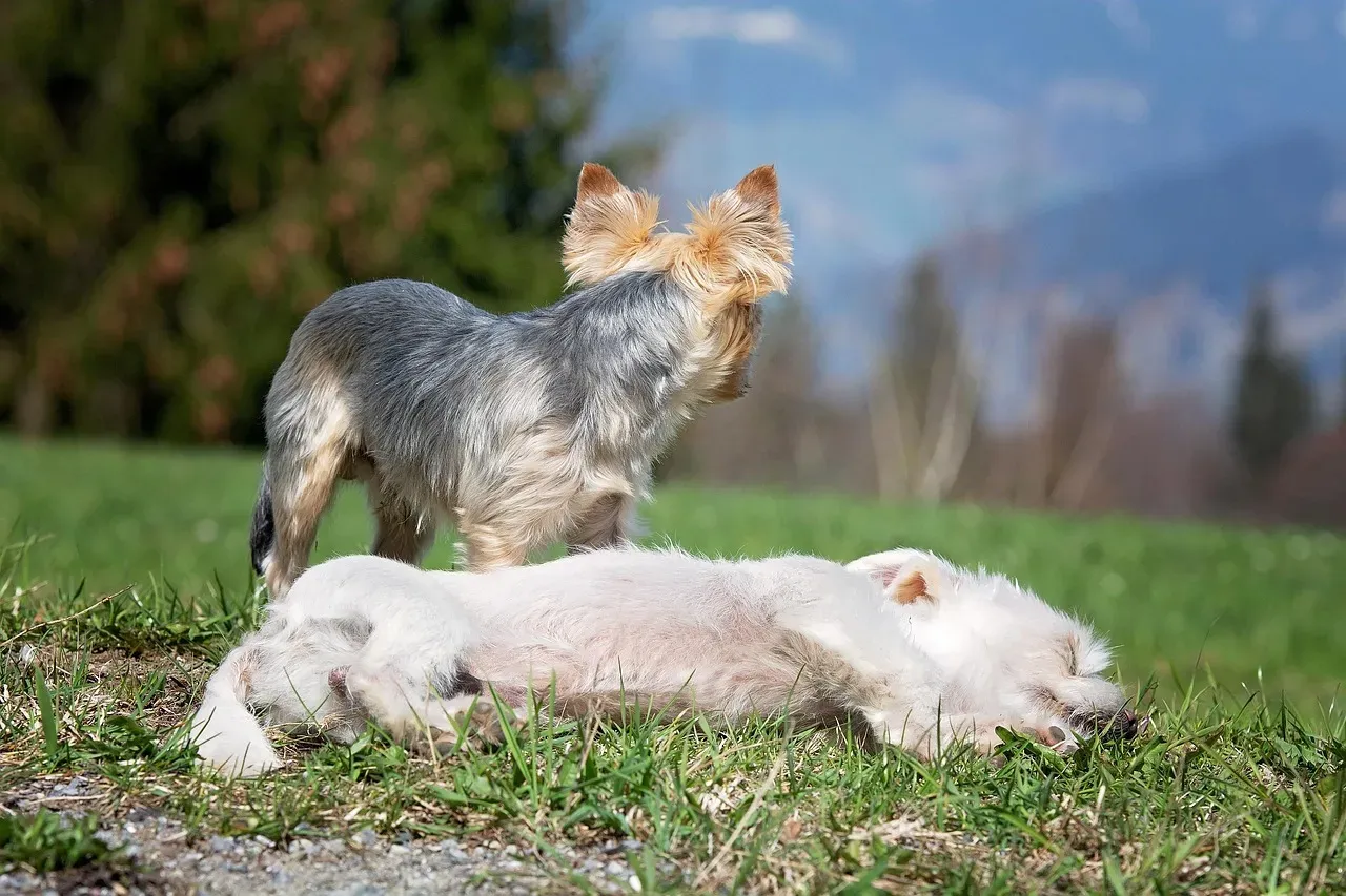 Attachment, Oxytocin, and the Biology of “Missing Someone” (Image Credits: Pixabay)