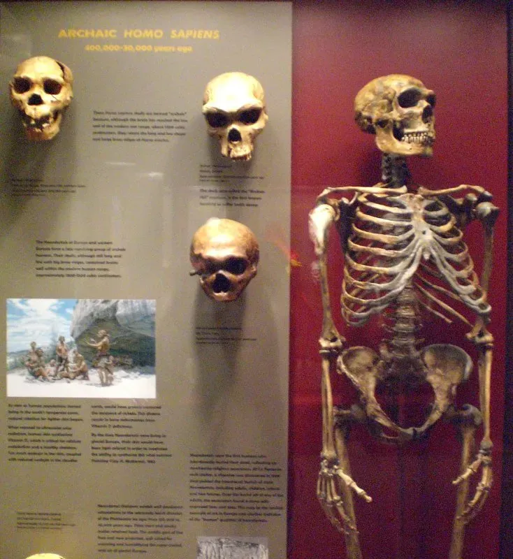 #1 - The 6,500-Year-Old Human Skeleton That Sat in Storage for Over a Century (Human Origins (1), CC BY 2.0)