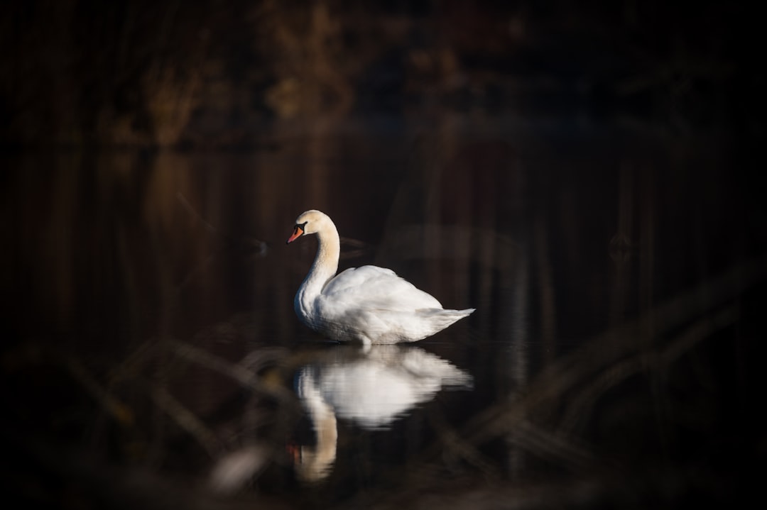 Libra Rising: The Graceful Swan (Image Credits: Unsplash)
