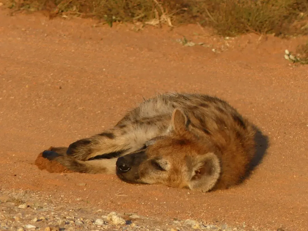 The Water Alchemists: How Kangaroo Rats Turn Seeds into Liquid Life (Image Credits: Unsplash)