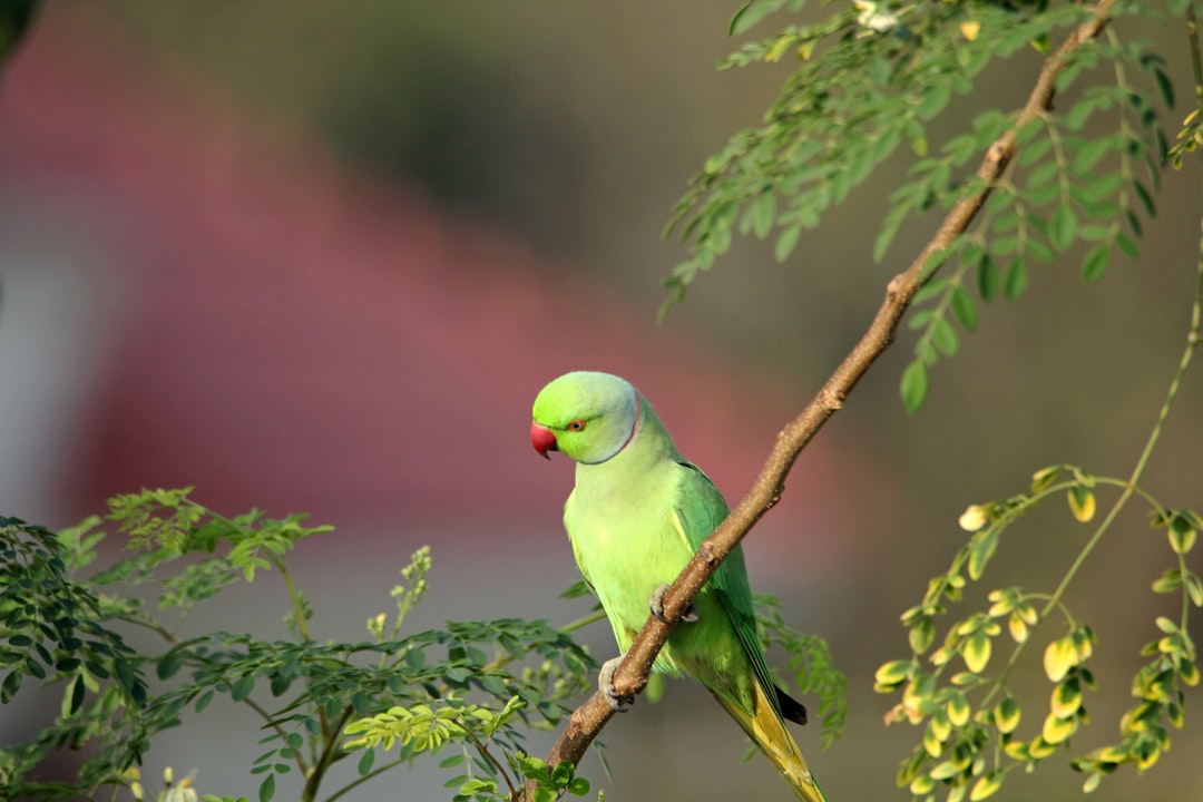 Gemini: The Chatty Parrot (Image Credits: Unsplash)