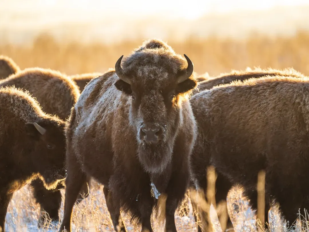 Conclusion: You Stand at the Edge of a Different Kind of Great Plains (Image Credits: Unsplash)