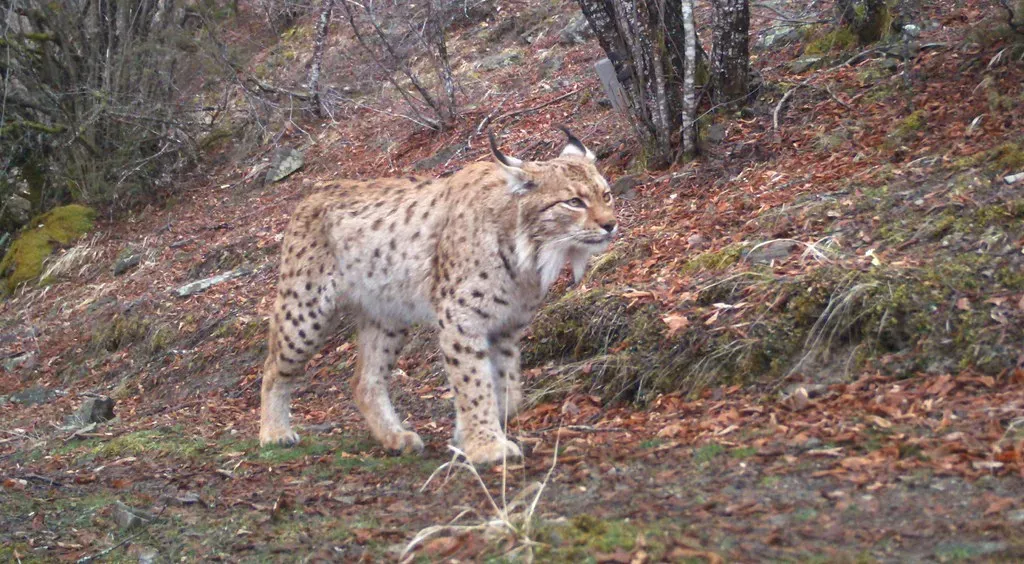#6 - The Balkan Lynx: From Shepherd's Tale to Endangered Fact (webalkans, Flickr, CC BY 2.0)