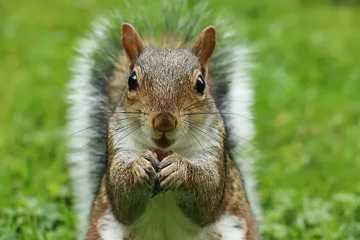 8. They’re Much Better Problem-Solvers Than You Probably Give Them Credit For (Image Credits: Flickr)
