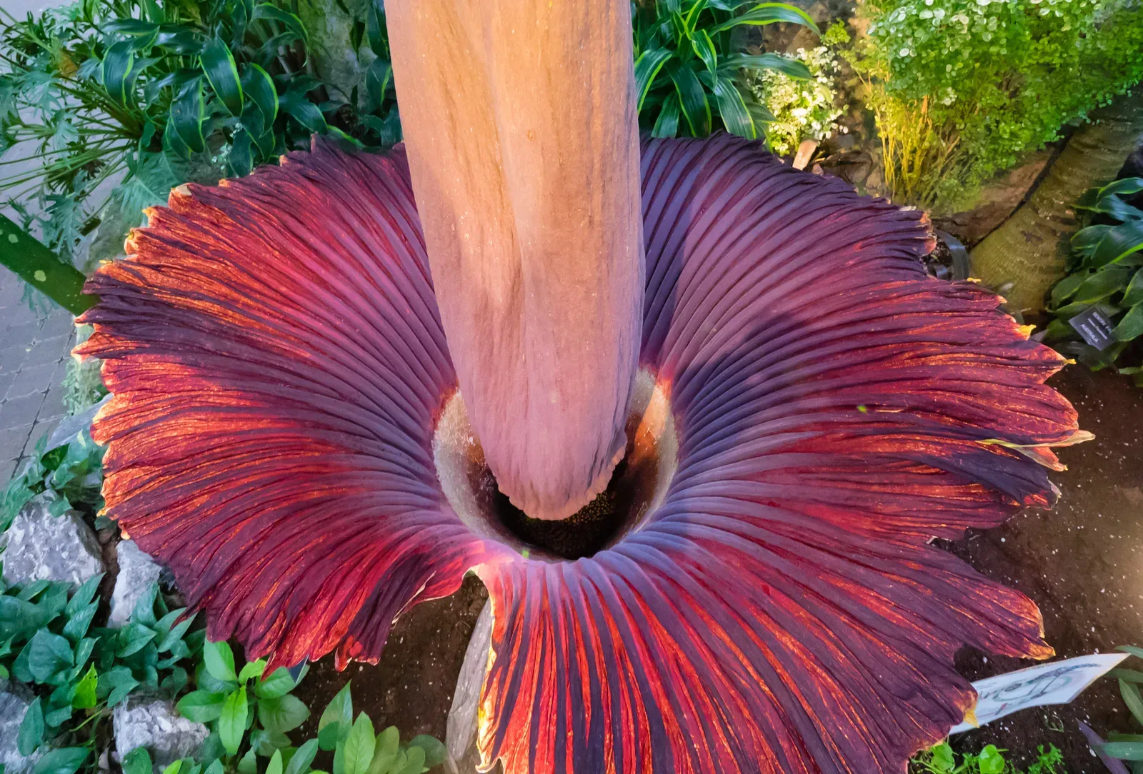 3. Corpse Flower: The Giant Bloom That Smells Like Death (Image Credits: Wikimedia)