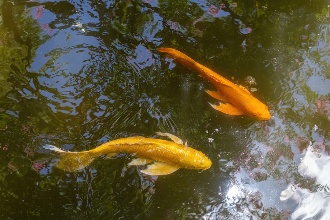 Pisces' Foundational Fish Connection (Image Credits: Unsplash)