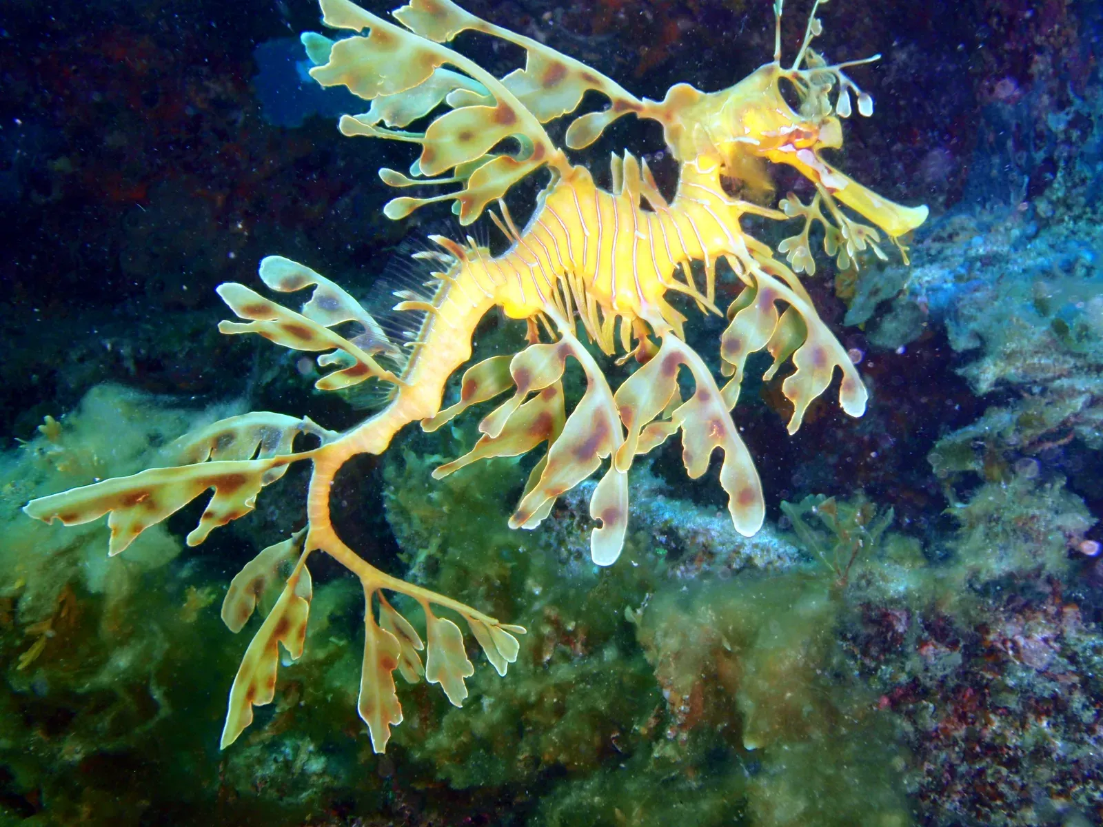10. They’re Delicate, Threatened, and Still Mysterious (By Peter Southwood, CC BY-SA 3.0)