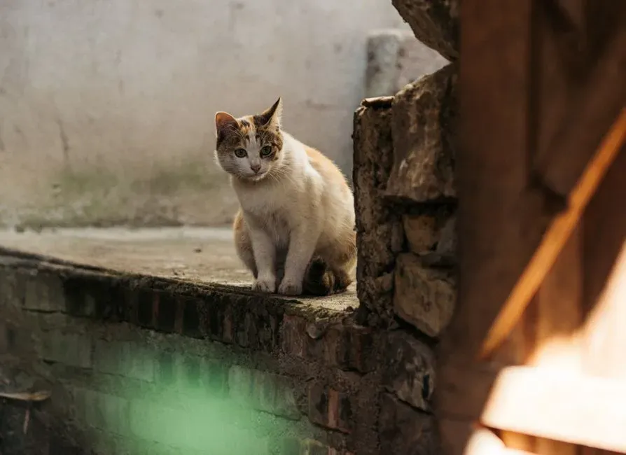 Neurological Conditions That Can Make Cats Fixate on Walls (Image Credits: Pexels)