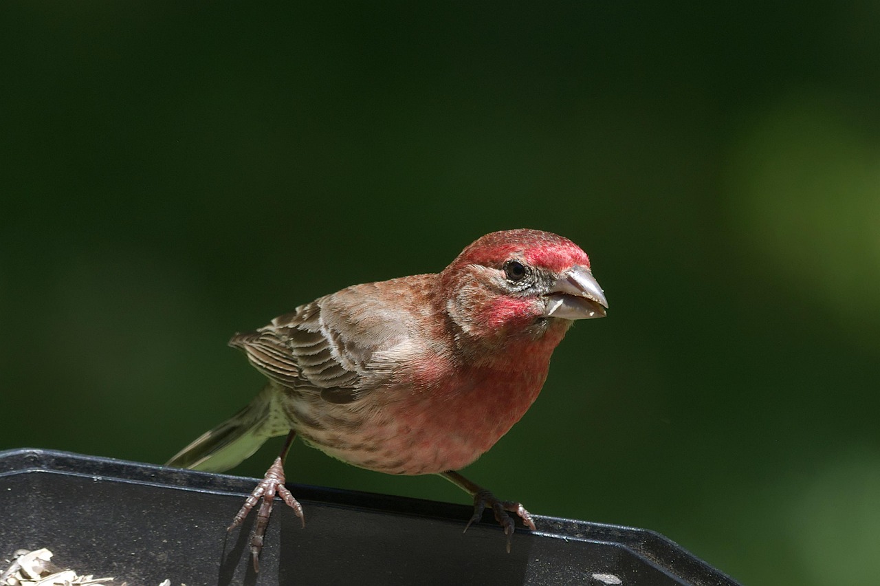 House Finch - Urban Adapters Heading North (Image Credits: Pixabay)