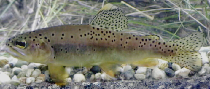 Arizona’s Cold‑Clear Streams: Apache Trout (Image Credits: Wikimedia)