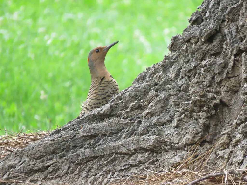 7. Tree Cavity Architects That Still Love Open Spaces (611catbirds, too, Flickr, CC BY 2.0)