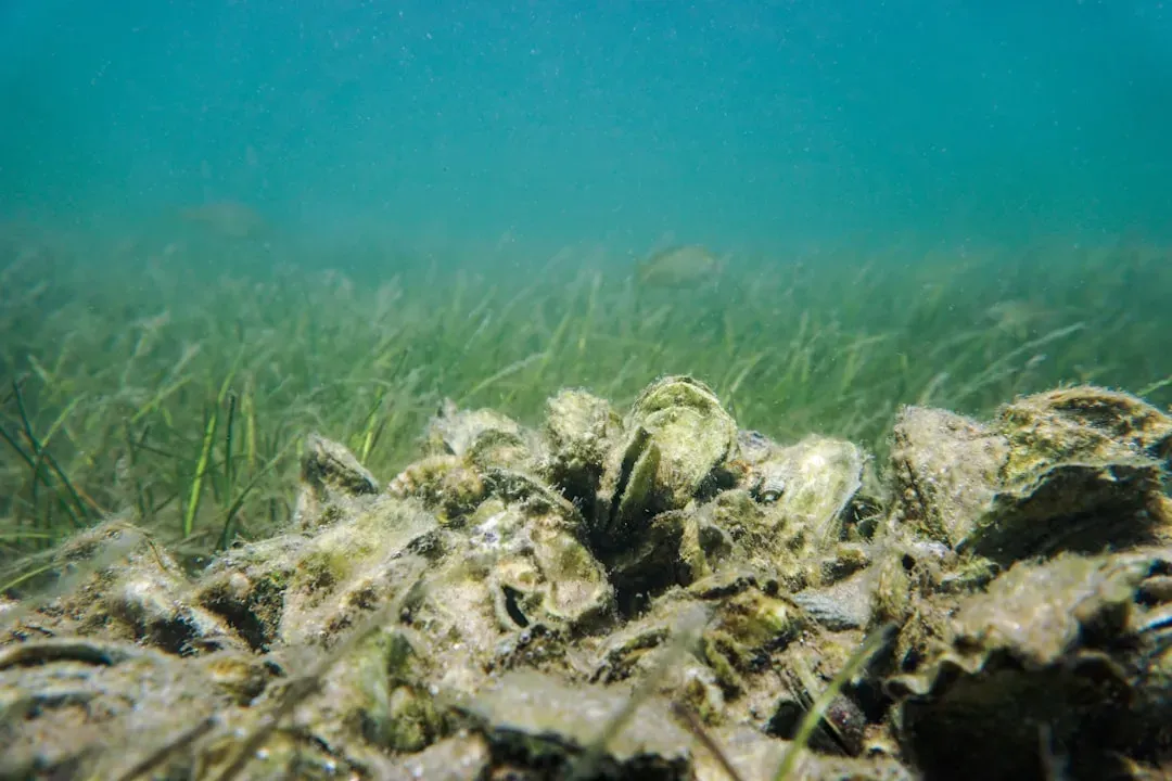 6. Oysters Quietly Rebuilding Coastal Defenses (Image Credits: Unsplash)