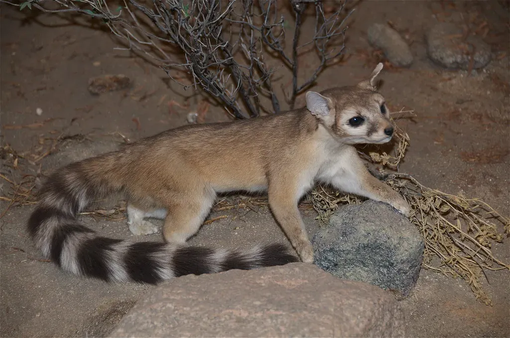 The Ringtail: The Cat That Isn't Really a Cat (Image Credits: Flickr)
