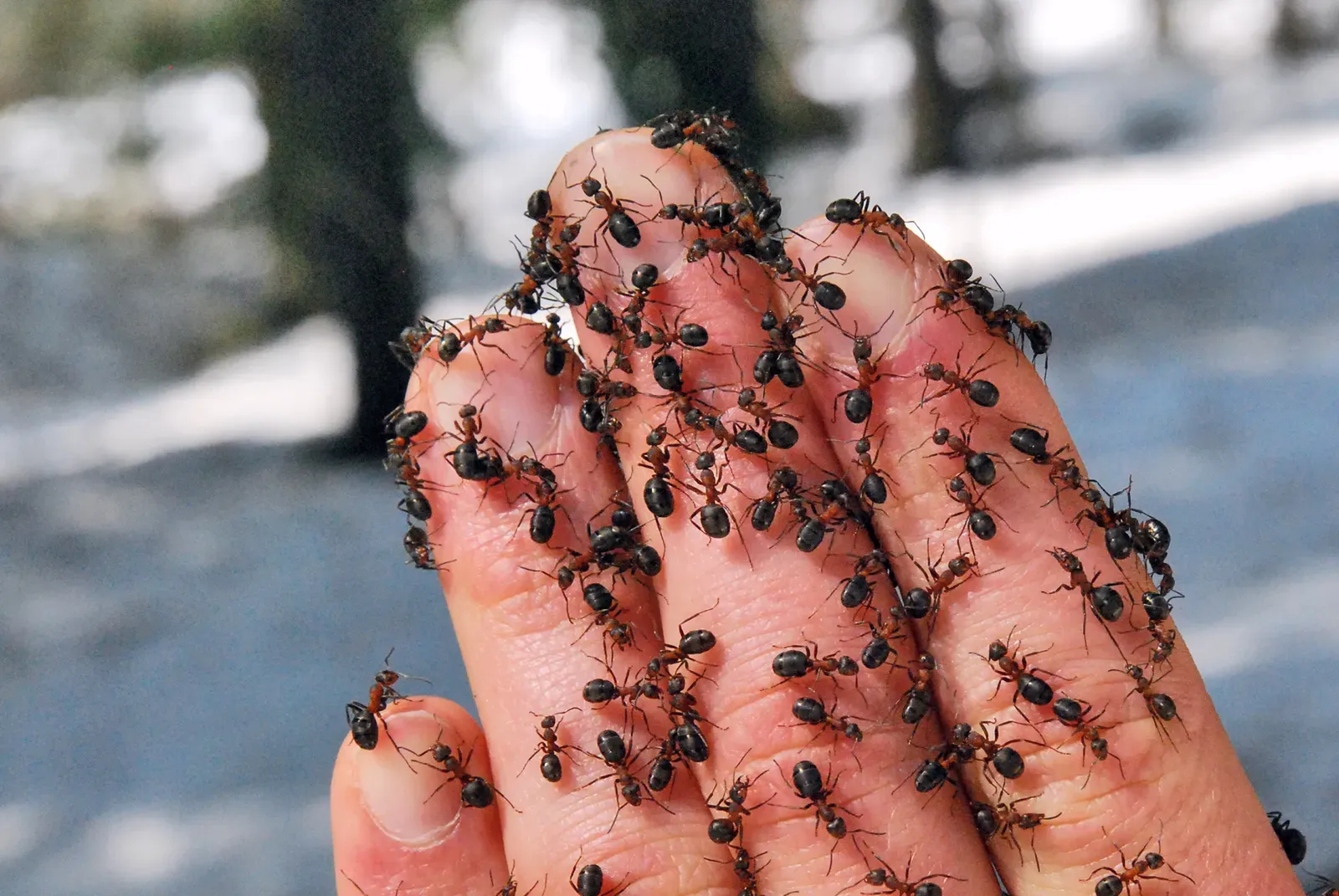 The Patient Who Felt Bugs Crawling Under His Skin (By Wilder Kaiser, CC BY-SA 3.0)