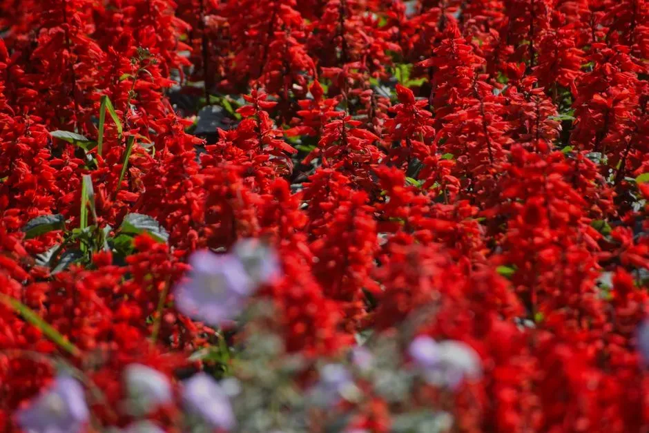 3. Salvia (Sage), Especially Red and Purple Varieties (Image Credits: Pexels)