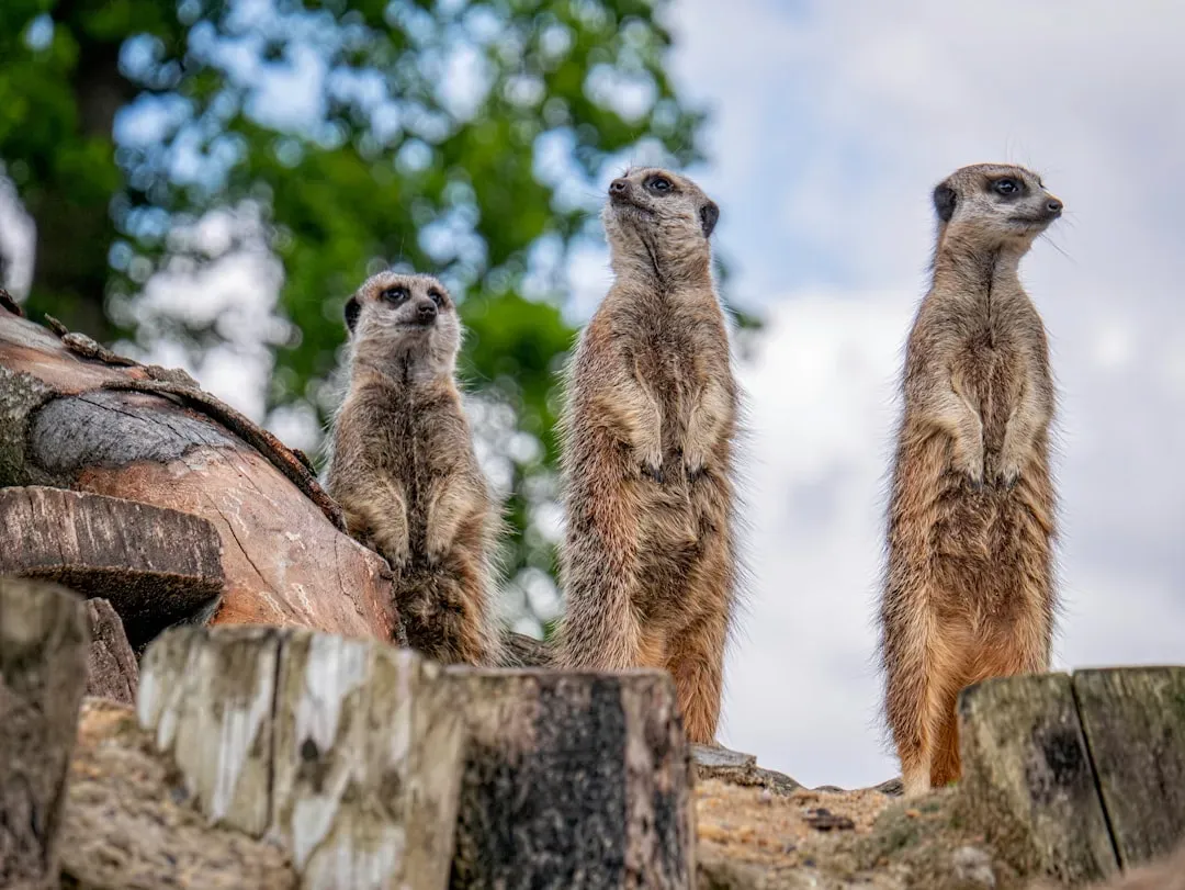 9. Meerkats: Standing Guard So Others Can Eat (Image Credits: Unsplash)