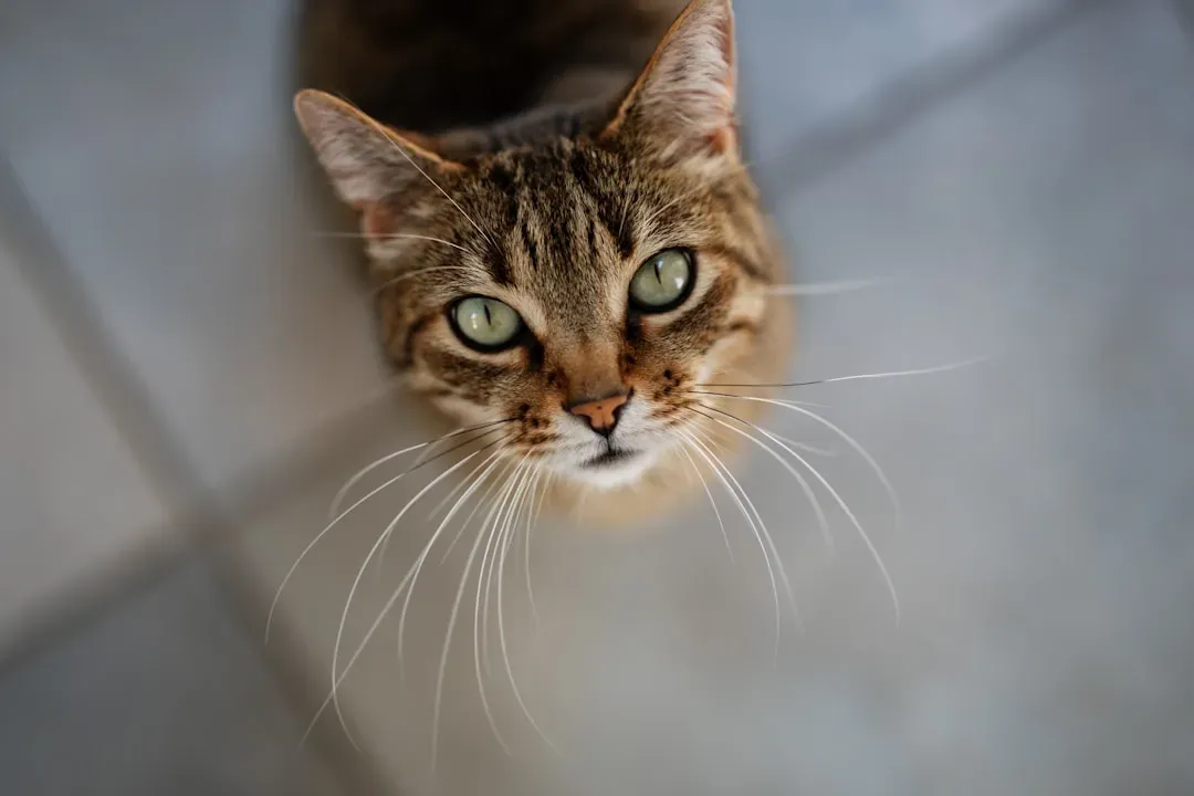 Beyond vision: how sound, smell, and whiskers join the party (Image Credits: Unsplash)