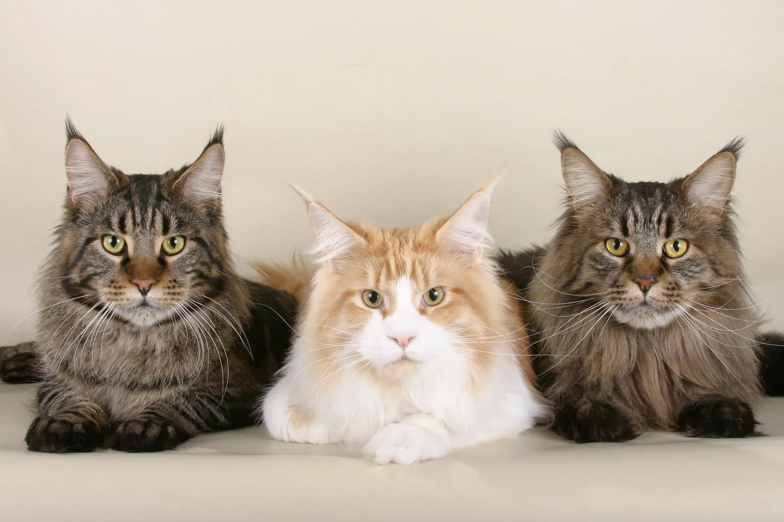 Leo: The Maine Coon – Your Majestic, Show-Stopping Partner (By Ankord, Public domain)