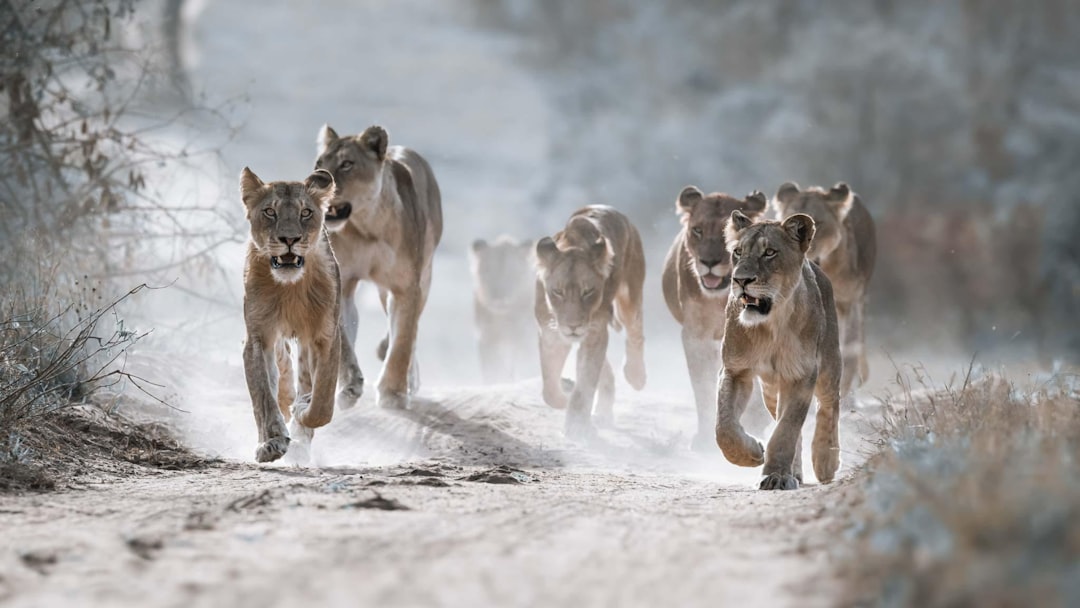 Zodiac Archetypes: Lead, Follow, or Wander (Image Credits: Unsplash)