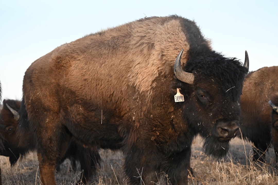 Buffalo Were Sacred Partners, Not Just Food (Image Credits: Unsplash)