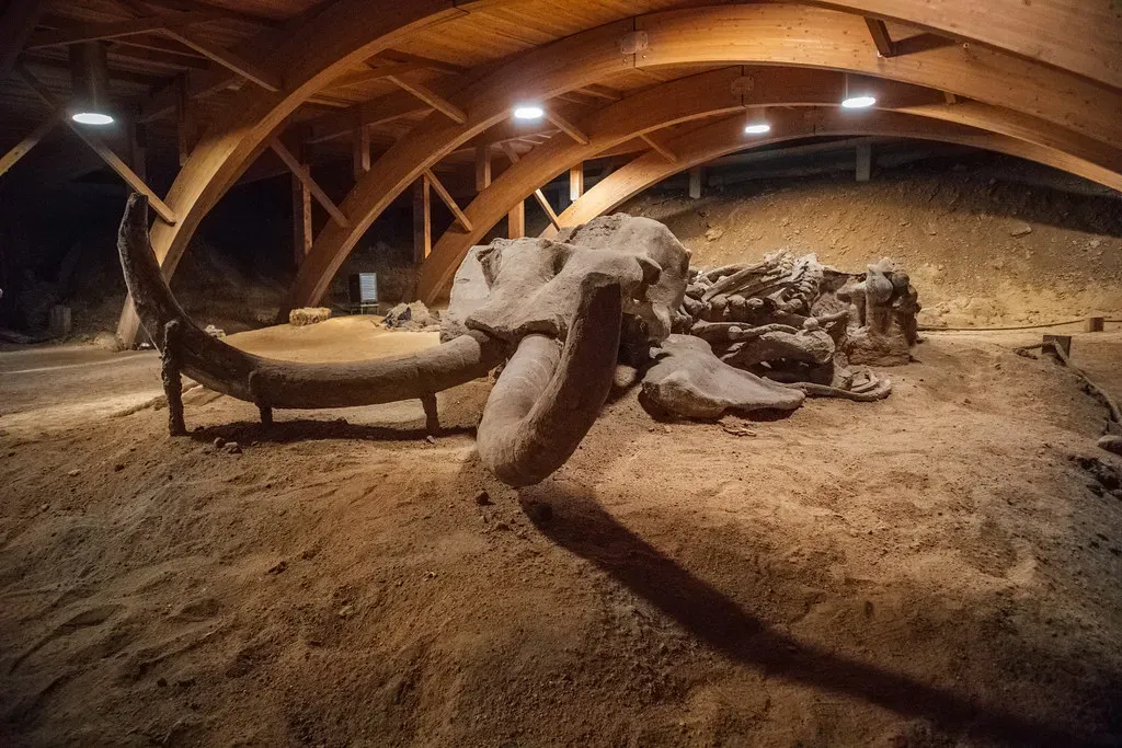 Megafauna and the Power of Human Choices (Ivan Radic, Flickr, CC BY 2.0)