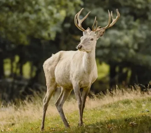 The White Stag and the Call to a Different Future (Image Credits: Pexels)