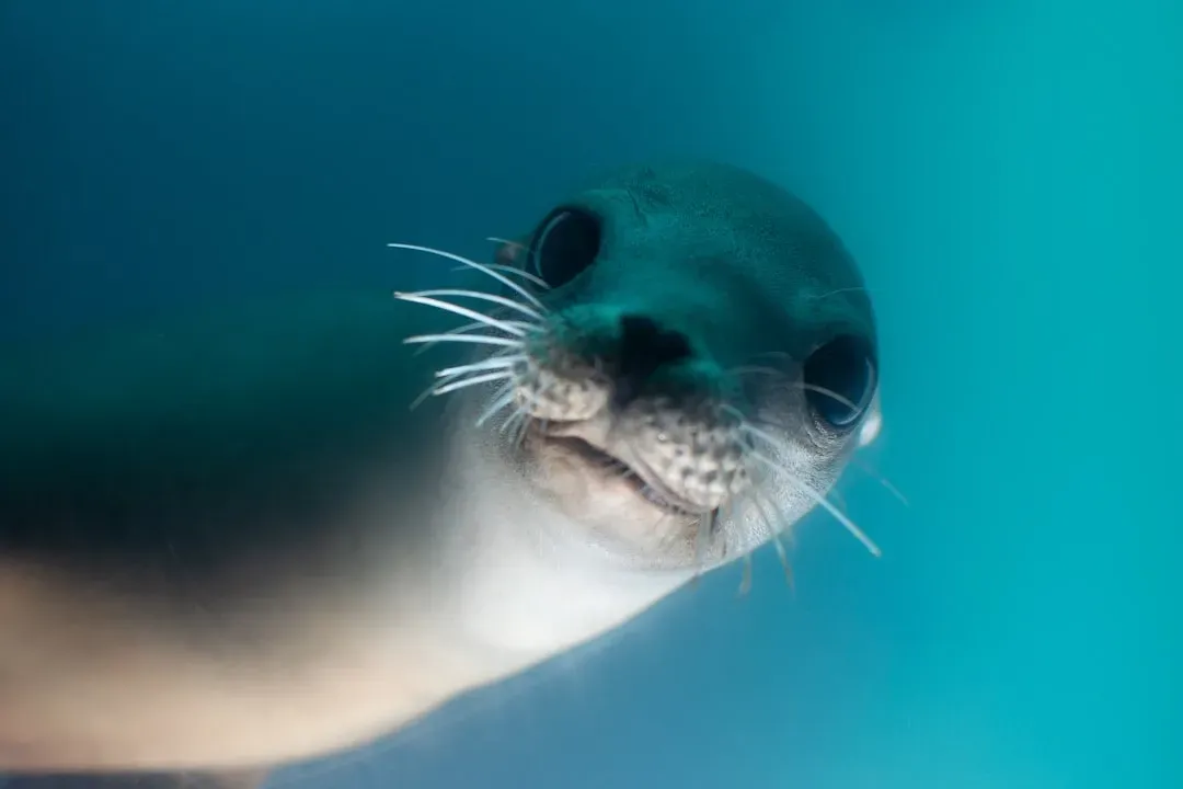 3. Sea Lion Flippers and Partial Marine Mammals (Image Credits: Unsplash)