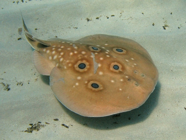 Rays and Their Electric Adaptations (Image Credits: Wikimedia)