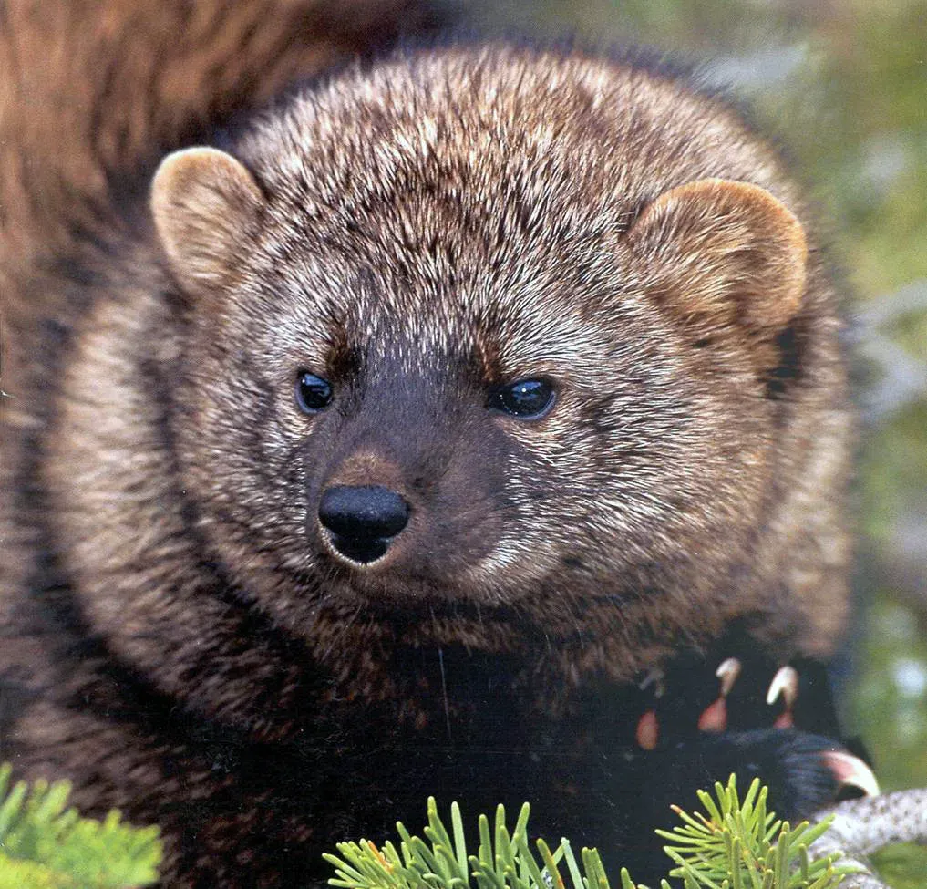 1. Decades of Over‑Trapping and Clearing Forests Finally Started to Reverse (Pacific Fisher, Public domain)