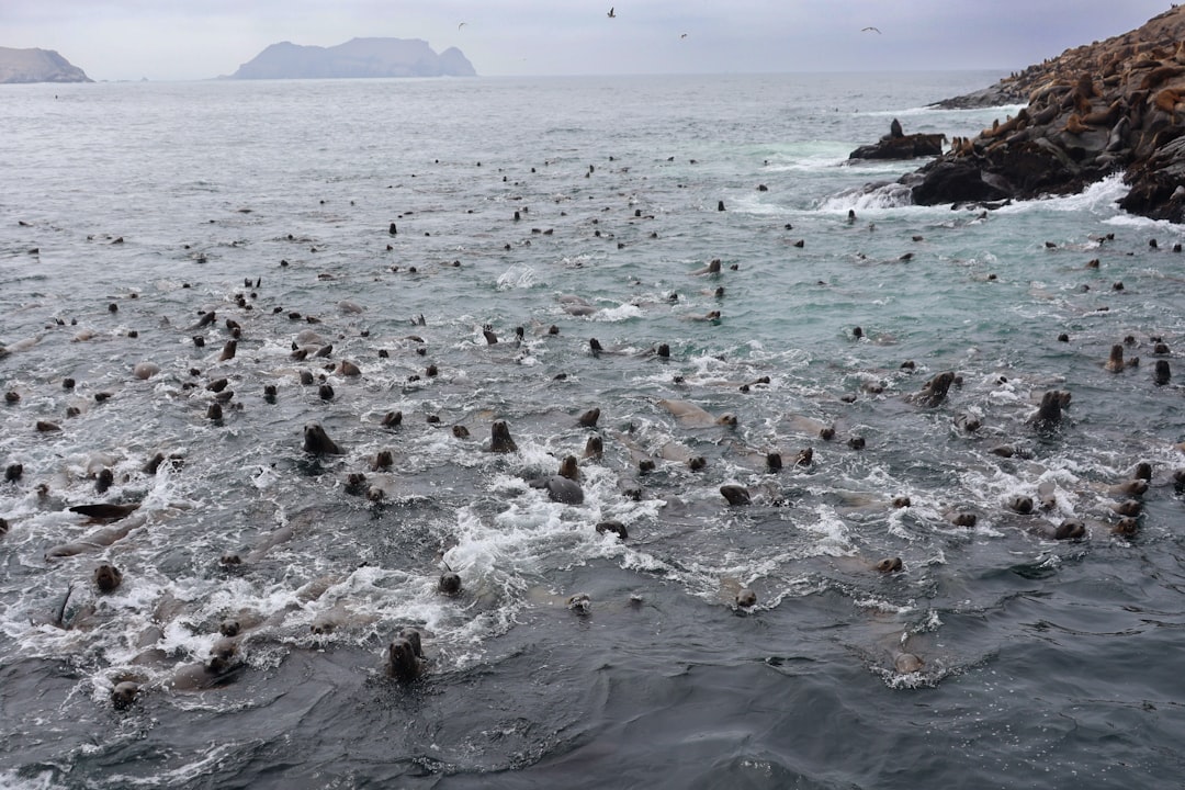 Ocean Ecosystem Health Indicators (Image Credits: Unsplash)