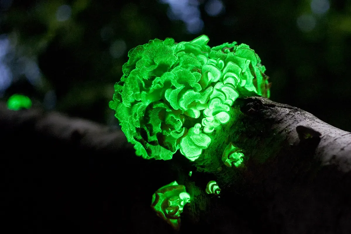 Bioluminescent Fungi: The Forest's Eerie Night Lights (Image Credits: Wikimedia)