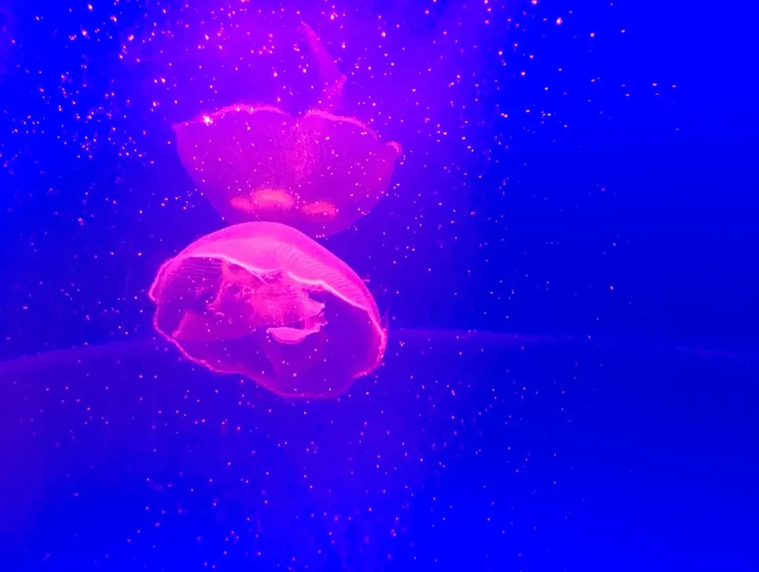 Predators That Hunt With Living Lanterns (Image Credits: Unsplash)