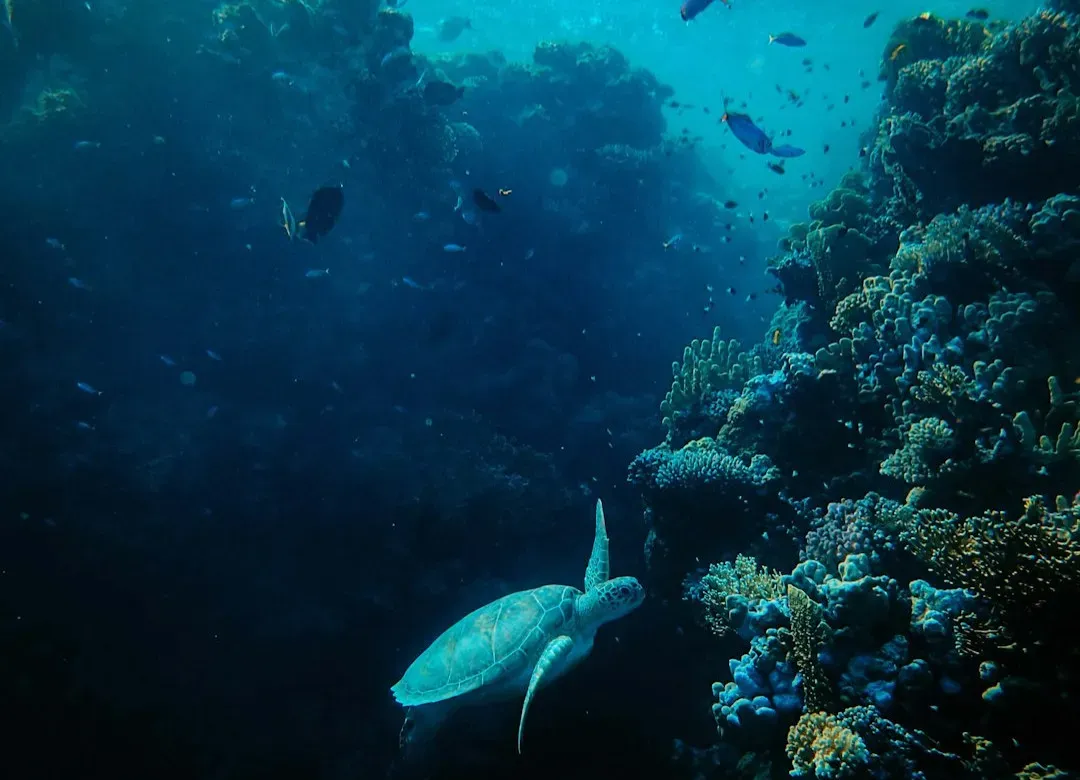 Conclusion: The Ocean’s Powers and Our Narrow Imagination (Image Credits: Unsplash)