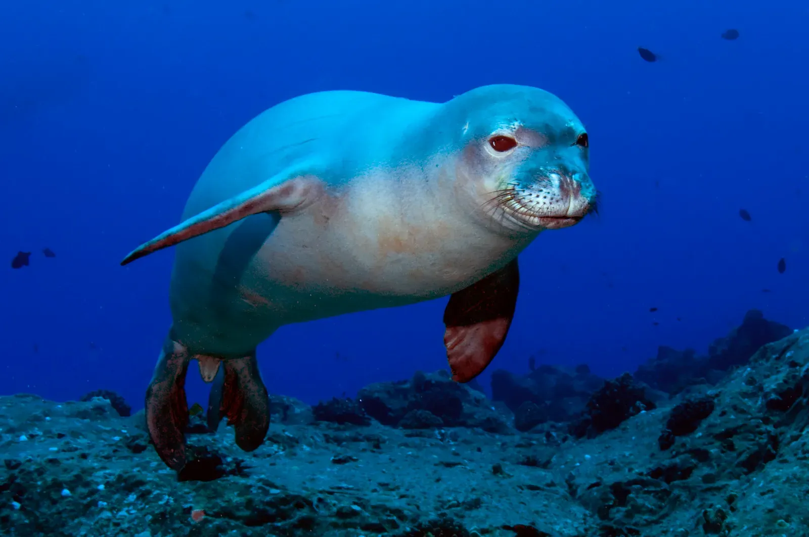 5. The Hawaiian Monk Seal: A Survivor on the Edge (By N3kt0n, CC BY-SA 3.0)