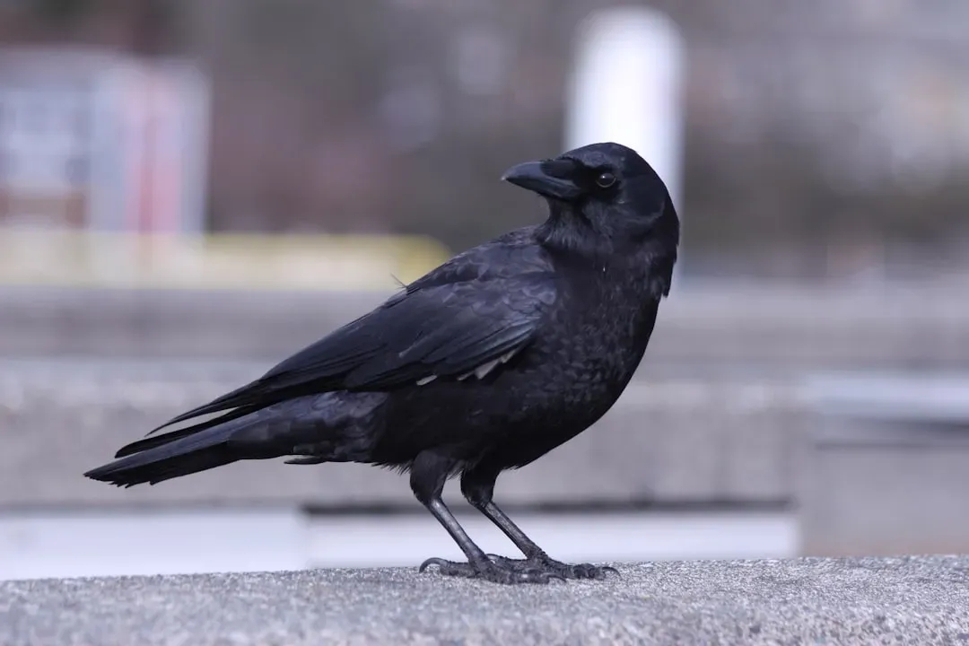 Conclusion: The Watchers Above Your Street (Image Credits: Unsplash)