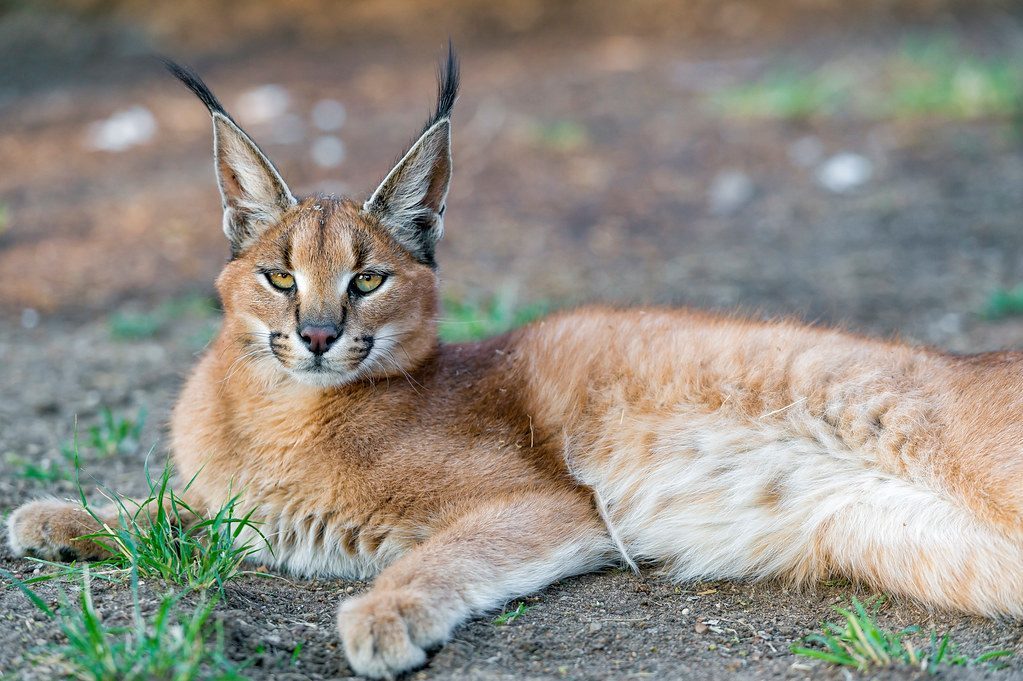 2. Caracal: The High-Jumping Predator With Signature Ears (Image Credits: Flickr)