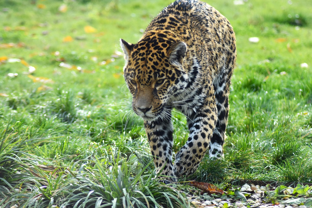 Capricorn: The Determined Jaguar (Image Credits: Pixabay)