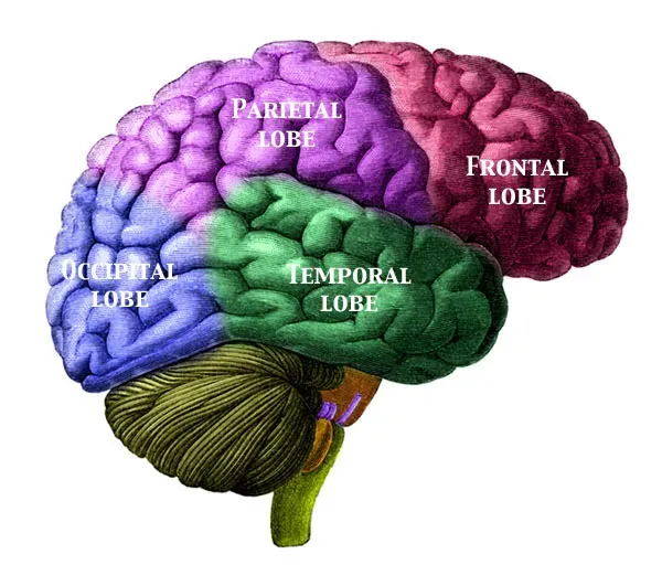 2. Could a Perfect Brain Copy of You Really Be “You” Inside? (Image created by uploader based upon a public domain image, CC BY 3.0)