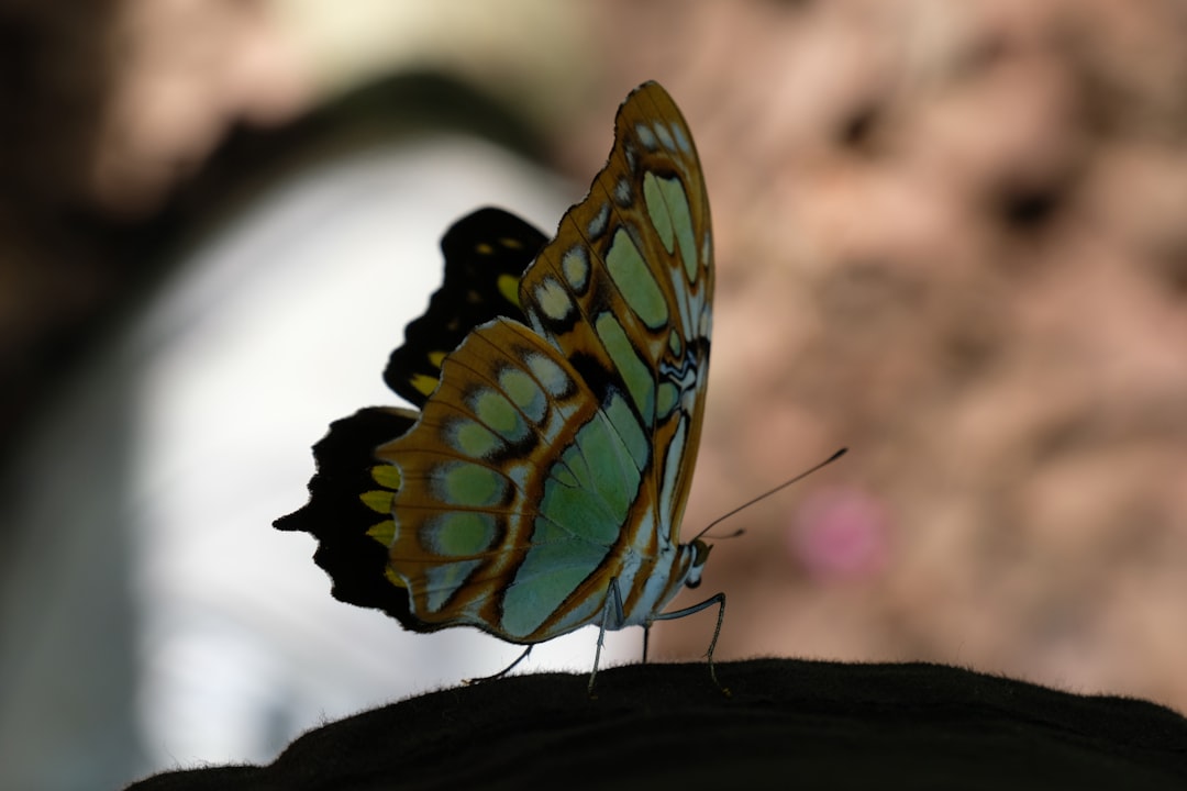 High‑Altitude Jewels: Kaiser‑i‑Hind and Bhutan Glory (Image Credits: Unsplash)