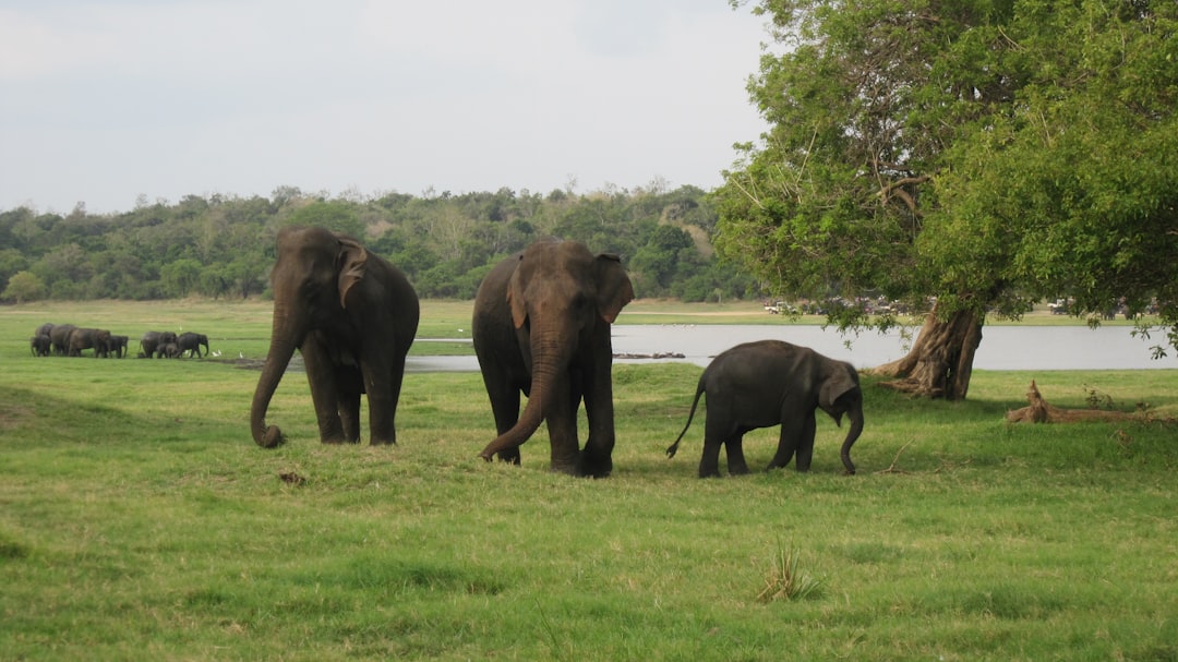Lessons From the Matriarch: Elephant Families Up Close (Image Credits: Unsplash)